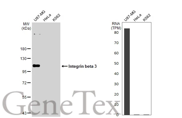 Various whole cell extracts (30 microg) were separated by 7.5% SDS-PAGE, and the membrane was blotted with Integrin beta 3 antibody [GT1226] (GTX02823) diluted at 1:1000. The HRP-conjugated anti-rabbit IgG antibody (GTX213110-01) was used to detect the primary antibody. Corresponding RNA expression data for the same cell lines are based on Human Protein Atlas program.
