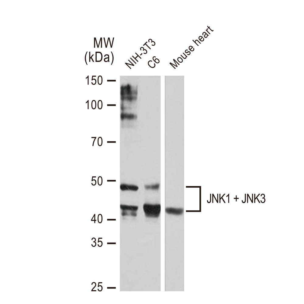 WB analysis of various samples using GTX02824 JNK1 + JNK3 antibody [GT1227]. Dilution : 1:1000 Loading : 25microg
