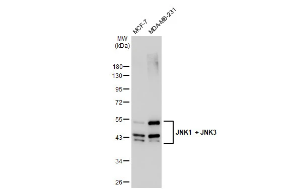 Various whole cell extracts (30 microg) were separated by 10% SDS-PAGE, and the membrane was blotted with JNK1 + JNK3 antibody [GT1227] (GTX02824) diluted at 1:1000. The HRP-conjugated anti-rabbit IgG antibody (GTX213110-01) was used to detect the primary antibody.