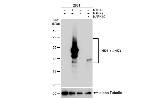 Non-transfected (-) and transfected (+) 293T whole cell extracts (30 microg) were separated by 10% SDS-PAGE, and the membrane was blotted with JNK1 + JNK3 antibody [GT1227] (GTX02824) diluted at 1:1000. The HRP-conjugated anti-rabbit IgG antibody (GTX213110-01) was used to detect the primary antibody.