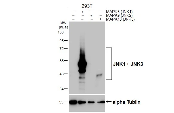 Non-transfected (–) and transfected (+) 293T whole cell extracts (30 μg) were separated by 10% SDS-PAGE, and the membrane was blotted with JNK1 + JNK3 antibody [GT1227] (GTX02824) diluted at 1:5000. The HRP-conjugated anti-FALSE was used to detect the primary antibody.
