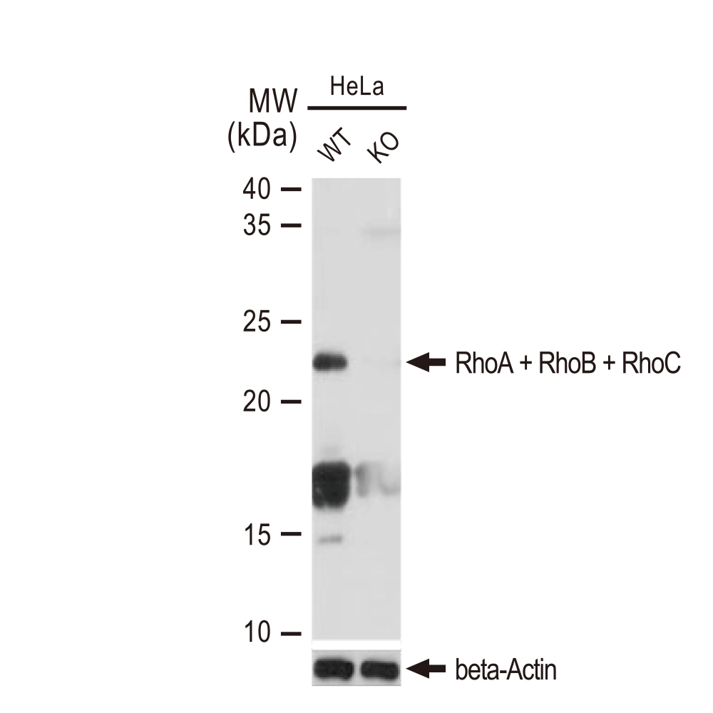 WB analysis of wide type (WT) and Rho knockout (KO) HeLa cells using GTX02825 RhoA + RhoB + RhoC antibody [GT1228]. Dilution : 1:1000 Loading : 25microg