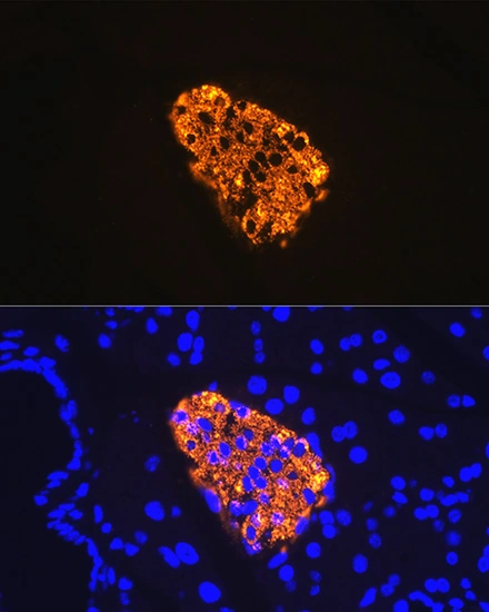 IHC-P analysis of rat pancreas tissue section using Insulin antibody [GT1229] Insulin antibody [GT1229]. Dilution : 1:100 Blue : DAPI for nuclear staining.