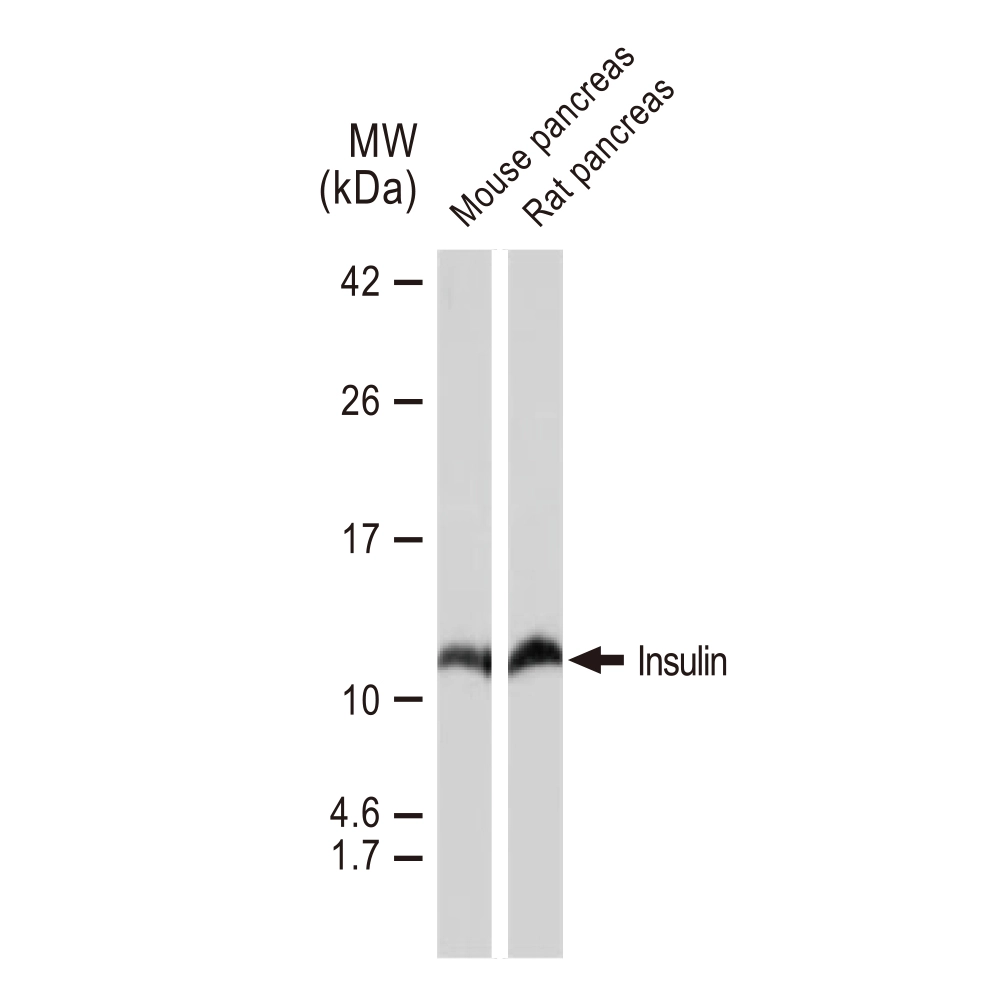cyanosis様 53BP1 Antibody - BSA Free (NB100-304): Novus Biologicals