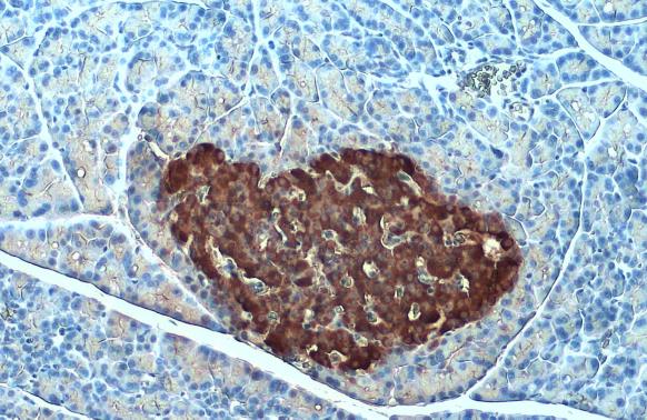 Insulin antibody [GT1229] detects Insulin protein at cytoplasm by immunohistochemical analysis. Sample: Paraffin-embedded rat pancreas. Insulin stained by Insulin antibody [GT1229] (GTX02826) diluted at 1:500. Antigen Retrieval: Citrate buffer, pH 6.0, 15 min