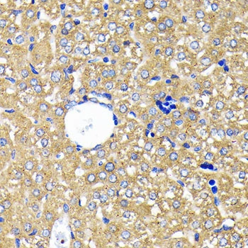 IHC-P analysis of mouse liver tissue section using GTX02830 Leptin Receptor antibody [GT1233]. Dilution : 1:100