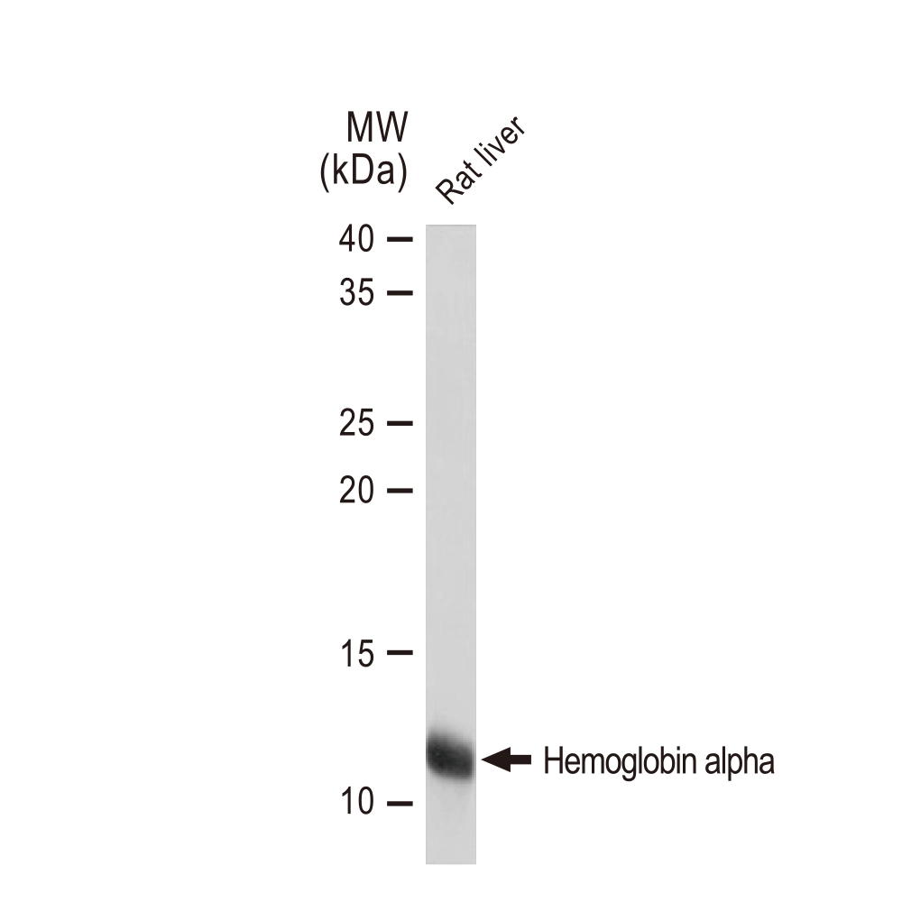 WB analysis of rat liver tissue lysates using GTX02831 Hemoglobin alpha [GT1234]. Dilution : 1:1000 Loading : 25microg