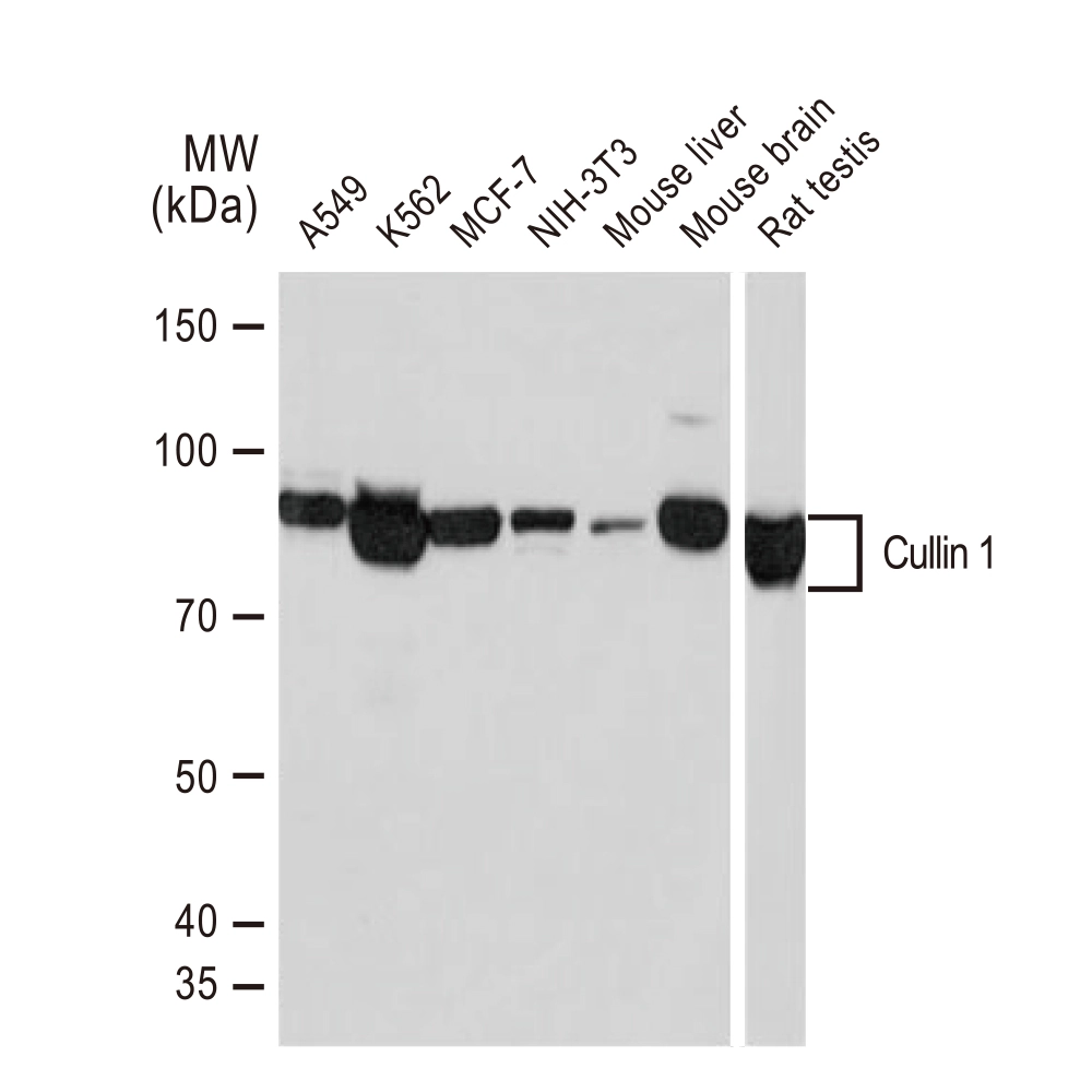 WB analysis of various samples using GTX02833 Cullin 1 antibody [GT1236]. Dilution : 1:1000 Loading : 25microg