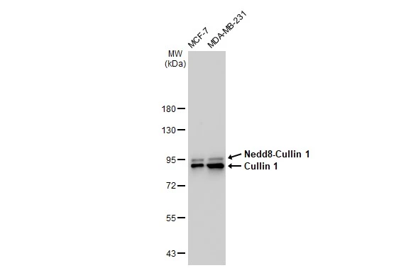 Various whole cell extracts (30 microg) were separated by 7.5% SDS-PAGE, and the membrane was blotted with Cullin 1 antibody [GT1236] (GTX02833) diluted at 1:1000. The HRP-conjugated anti-rabbit IgG antibody (GTX213110-01) was used to detect the primary antibody.