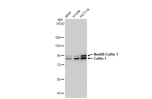 Various whole cell extracts (30 microg) were separated by 7.5% SDS-PAGE, and the membrane was blotted with Cullin 1 antibody [GT1236] (GTX02833) diluted at 1:1000. The HRP-conjugated anti-rabbit IgG antibody (GTX213110-01) was used to detect the primary antibody.