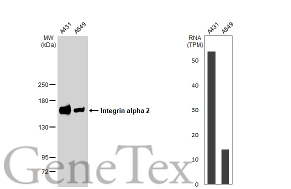 Various whole cell extracts (30 microg) were separated by 5% SDS-PAGE, and the membrane was blotted with Integrin alpha 2 antibody [GT1238] (GTX02835) diluted at 1:1000. The HRP-conjugated anti-rabbit IgG antibody (GTX213110-01) was used to detect the primary antibody. Corresponding RNA expression data for the same cell lines are based on Human Protein Atlas program.