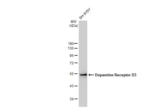 Whole cell extract (30 microg) was separated by 10% SDS-PAGE, and the membrane was blotted with Dopamine Receptor D3 antibody [GT1239] (GTX02836) diluted at 1:1000. The HRP-conjugated anti-rabbit IgG antibody (GTX213110-01) was used to detect the primary antibody.