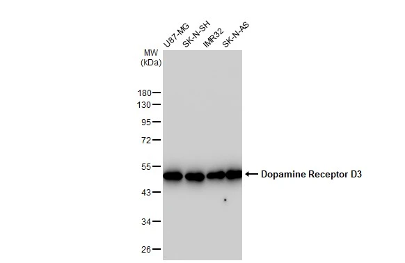 Various whole cell extracts (30 microg) were separated by 10% SDS-PAGE, and the membrane was blotted with Dopamine Receptor D3 antibody [GT1239] (GTX02836) diluted at 1:1000. The HRP-conjugated anti-rabbit IgG antibody (GTX213110-01) was used to detect the primary antibody.