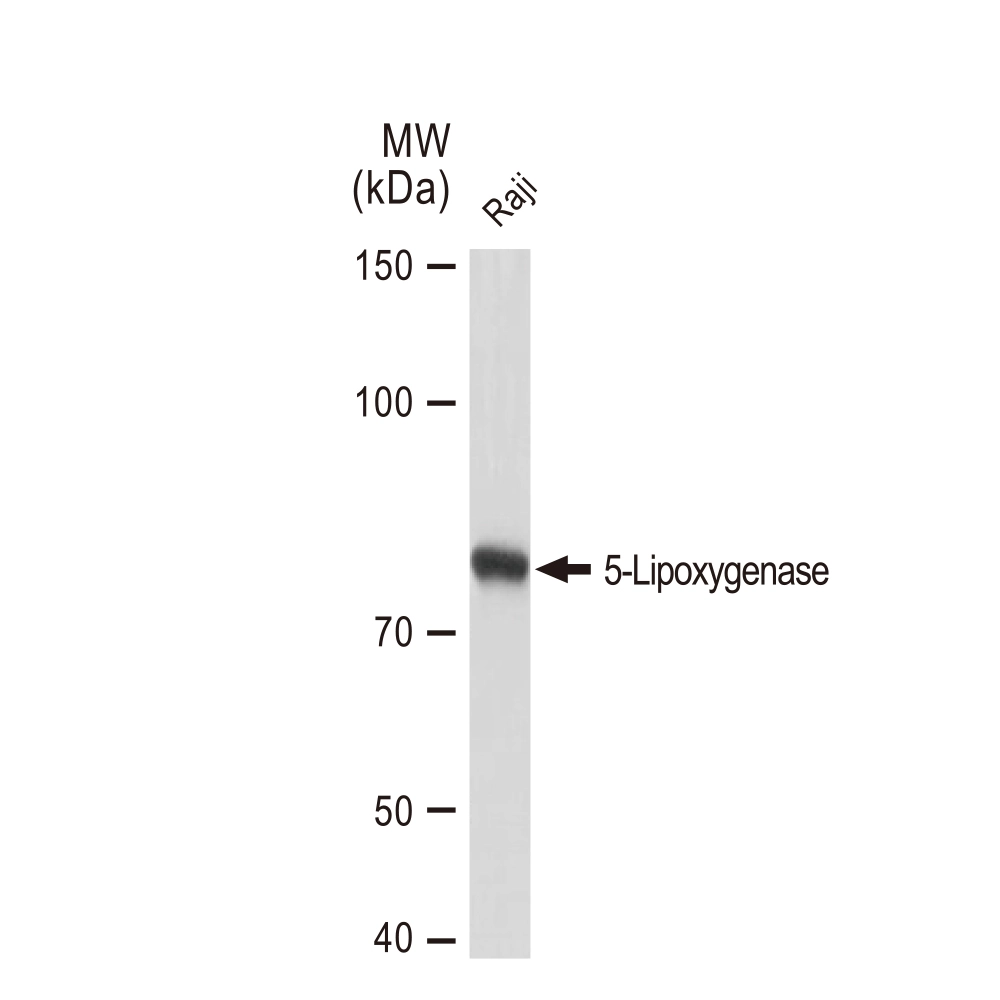 WB analysis of Raji whole cell lysate using GTX02838 5-Lipoxygenase antibody [GT1241]. Dilution : 1:1000 Loading : 25microg
