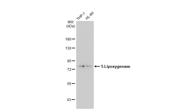 Various whole cell extracts (30 microg) were separated by 7.5% SDS-PAGE, and the membrane was blotted with 5-Lipoxygenase antibody [GT1241] (GTX02838) diluted at 1:1000. The HRP-conjugated anti-rabbit IgG antibody (GTX213110-01) was used to detect the primary antibody.