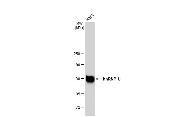 Whole cell extract (30 microg) was separated by 5% SDS-PAGE, and the membrane was blotted with hnRNP U antibody [GT1242] (GTX02839) diluted at 1:1000. The HRP-conjugated anti-rabbit IgG antibody (GTX213110-01) was used to detect the primary antibody.