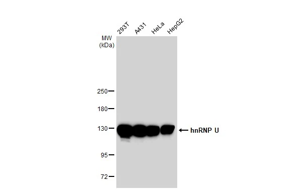 Various whole cell extracts (30 microg) were separated by 5% SDS-PAGE, and the membrane was blotted with hnRNP U antibody [GT1242] (GTX02839) diluted at 1:1000. The HRP-conjugated anti-rabbit IgG antibody (GTX213110-01) was used to detect the primary antibody.