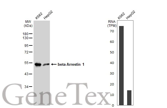 Various whole cell extracts (30 microg) were separated by 10% SDS-PAGE, and the membrane was blotted with beta Arrestin 1 antibody [GT1243] (GTX02840) diluted at 1:1000. The HRP-conjugated anti-rabbit IgG antibody (GTX213110-01) was used to detect the primary antibody. Corresponding RNA expression data for the same cell lines are based on Human Protein Atlas program.
