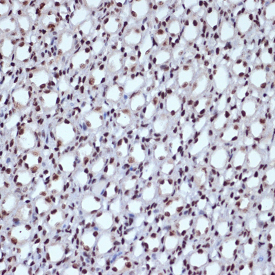 IHC-P analysis of mouse kidney tissue section using GTX02844 ILF3 antibody [GT1247]. Dilution : 1:100