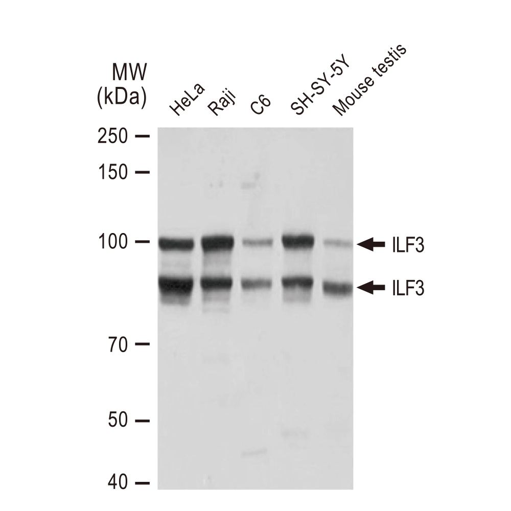 WB analysis of various samples using GTX02844 ILF3 antibody [GT1247]. Dilution : 1:3000 Loading : 25microg
