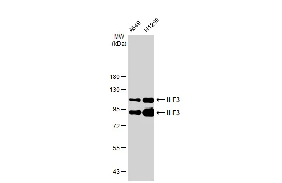 Various whole cell extracts (30 microg) were separated by 7.5% SDS-PAGE, and the membrane was blotted with ILF3 antibody [GT1247] (GTX02844) diluted at 1:10000. The HRP-conjugated anti-rabbit IgG antibody (GTX213110-01) was used to detect the primary antibody.