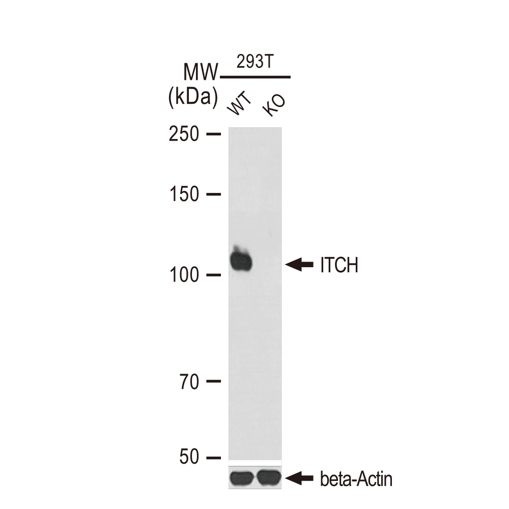 WB analysis of wide type (WT) and ITCH knockout (KO) 293T cells using GTX02845 ITCH antibody [GT1248]. Dilution : 1:1000 Loading : 25microg