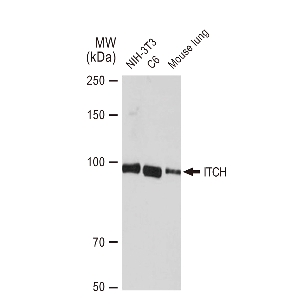 WB analysis of various samples using GTX02845 ITCH antibody [GT1248]. Dilution : 1:1000 Loading : 25microg