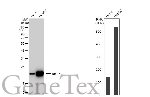 Various whole cell extracts (30 microg) were separated by 12% SDS-PAGE, and the membrane was blotted with RKIP antibody [GT1249] (GTX02846) diluted at 1:1000. The HRP-conjugated anti-rabbit IgG antibody (GTX213110-01) was used to detect the primary antibody. Corresponding RNA expression data for the same cell lines are based on Human Protein Atlas program.