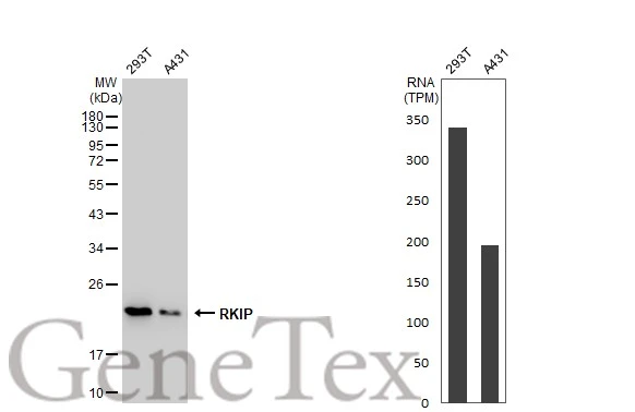 Various whole cell extracts (30 microg) were separated by 12% SDS-PAGE, and the membrane was blotted with RKIP antibody [GT1249] (GTX02846) diluted at 1:1000. The HRP-conjugated anti-rabbit IgG antibody (GTX213110-01) was used to detect the primary antibody. Corresponding RNA expression data for the same cell lines are based on Human Protein Atlas program.