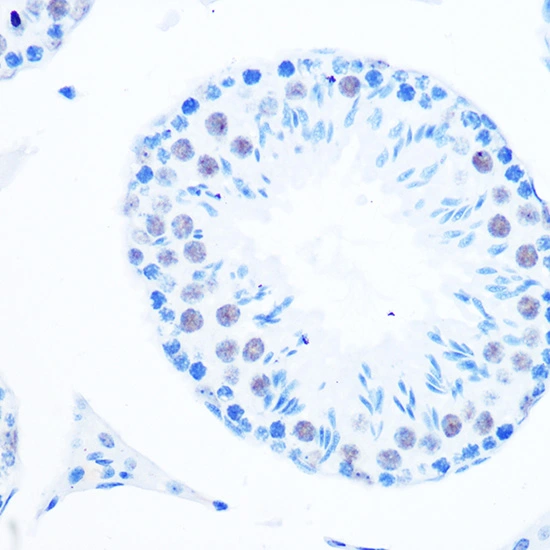 IHC-P analysis of mouse testis tissue section using GTX02848 DNA polymerase beta antibody [GT1251]. Dilution : 1:100