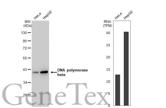 Various whole cell extracts (30 microg) were separated by 10% SDS-PAGE, and the membrane was blotted with DNA polymerase beta antibody [GT1251] (GTX02848) diluted at 1:1000. The HRP-conjugated anti-rabbit IgG antibody (GTX213110-01) was used to detect the primary antibody. Corresponding RNA expression data for the same cell lines are based on Human Protein Atlas program.