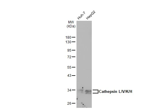 Various whole cell extracts (30 microg) were separated by 10% SDS-PAGE, and the membrane was blotted with Cathepsin L/V/K/H antibody [GT1252] (GTX02849) diluted at 1:1000. The HRP-conjugated anti-rabbit IgG antibody (GTX213110-01) was used to detect the primary antibody.
