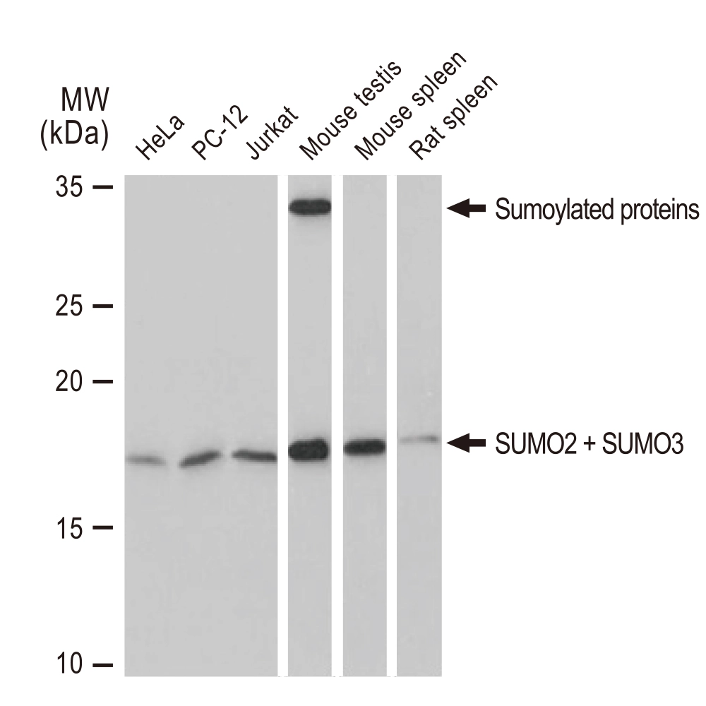 WB analysis of various samples using GTX02850 SUMO2 + SUMO3 antibody [GT1253]. Dilution : 1:500 Loading : 25microg