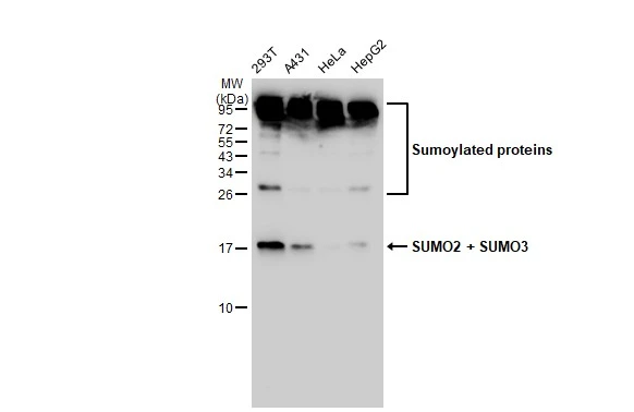 Various whole cell extracts (30 microg) were separated by 15% SDS-PAGE, and the membrane was blotted with SUMO2 + SUMO3 antibody [GT1253] (GTX02850) diluted at 1:1000. The HRP-conjugated anti-rabbit IgG antibody (GTX213110-01) was used to detect the primary antibody.