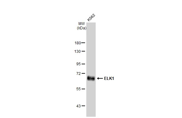 Whole cell extract (30 microg) was separated by 7.5% SDS-PAGE, and the membrane was blotted with ELK1 antibody [GT1257] (GTX02854) diluted at 1:1000. The HRP-conjugated anti-rabbit IgG antibody (GTX213110-01) was used to detect the primary antibody.