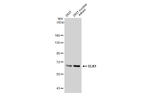 293T whole cell and nuclear extracts (30 microg) were separated by 7.5% SDS-PAGE, and the membrane was blotted with ELK1 antibody [GT1257] (GTX02854) diluted at 1:1000. The HRP-conjugated anti-rabbit IgG antibody (GTX213110-01) was used to detect the primary antibody.