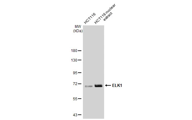 HCT116 whole cell and nuclear extracts (30 microg) were separated by 7.5% SDS-PAGE, and the membrane was blotted with ELK1 antibody [GT1257] (GTX02854) diluted at 1:1000. The HRP-conjugated anti-rabbit IgG antibody (GTX213110-01) was used to detect the primary antibody.