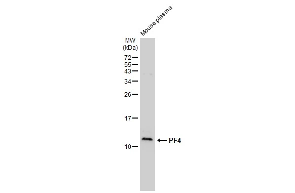 Mouse plasma (50 microg) was separated by 15% SDS-PAGE, and the membrane was blotted with PF4 antibody [GT1260] (GTX02857) diluted at 1:1000. The HRP-conjugated anti-rabbit IgG antibody (GTX213110-01) was used to detect the primary antibody.