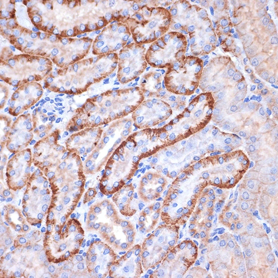 IHC-P analysis of mouse kidney tissue section using GTX02858 alpha Fodrin antibody [GT1261]. Dilution : 1:100