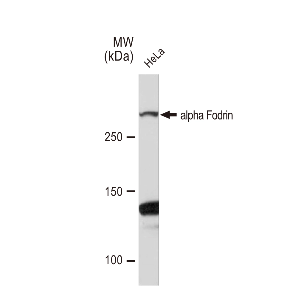 WB analysis of HeLa whole cell lysate using GTX02858 alpha Fodrin antibody [GT1261]. Dilution : 1:1000 Loading : 25microg