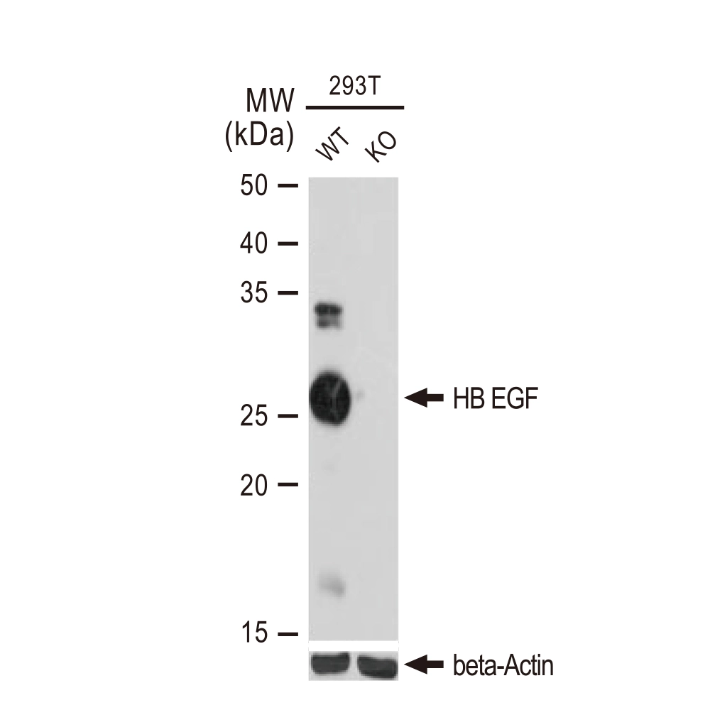 WB analysis of wide-type (WT) and HB EGF knockout (KO) 293T cells using GTX02860 HB EGF antibody [GT1263]. Dilution : 1:1000 Loading : 25microg