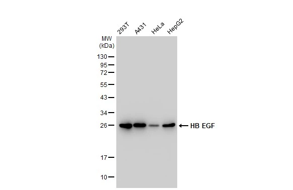Various whole cell extracts (30 microg) were separated by 12% SDS-PAGE, and the membrane was blotted with HB EGF antibody [GT1263] (GTX02860) diluted at 1:1000. The HRP-conjugated anti-rabbit IgG antibody (GTX213110-01) was used to detect the primary antibody.