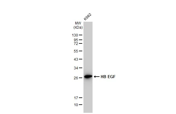Whole cell extract (30 microg) was separated by 12% SDS-PAGE, and the membrane was blotted with HB EGF antibody [GT1263] (GTX02860) diluted at 1:1000. The HRP-conjugated anti-rabbit IgG antibody (GTX213110-01) was used to detect the primary antibody.