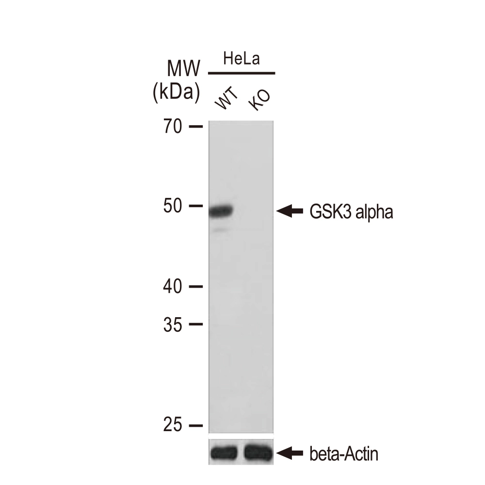 WB analysis of wide type (WT) and GSK3 alpha knockout (KO) HeLa cells using GTX02861 GSK3 alpha antibody [GT1264]. Dilution : 1:1000 Loading : 25microg