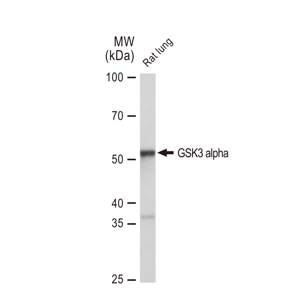 WB analysis of rat lung tissue lysates using GTX02861 GSK3 alpha antibody [GT1264]. Dilution : 1:1000 Loading : 25microg