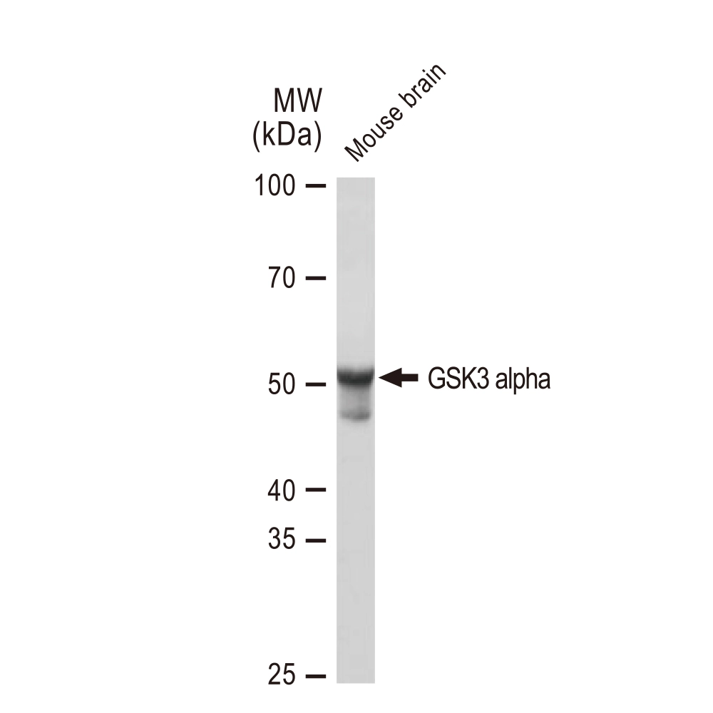 WB analysis of mouse brain tissue lysates using GTX02861 GSK3 alpha antibody [GT1264]. Dilution : 1:1000 Loading : 25microg