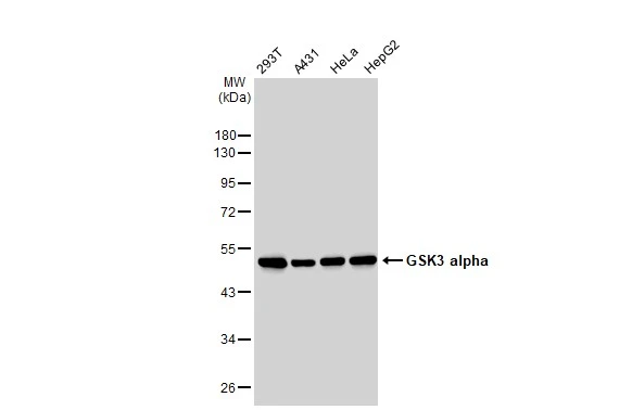 Various whole cell extracts (30 microg) were separated by 10% SDS-PAGE, and the membrane was blotted with GSK3 alpha antibody [GT1264] (GTX02861) diluted at 1:1000. The HRP-conjugated anti-rabbit IgG antibody (GTX213110-01) was used to detect the primary antibody.
