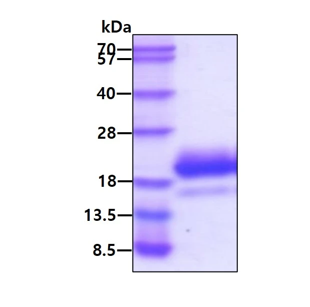 SDS-PAGE analysis of 3microg GTX02862-pro Human IL4 protein, His tag (active) under reducing condition.