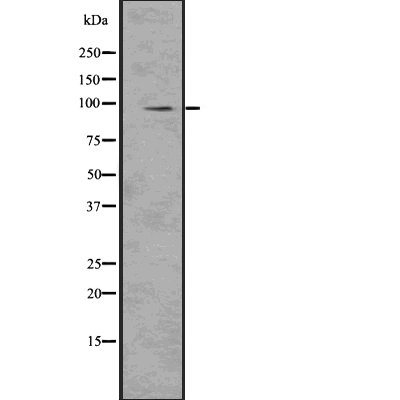 WB analysis of HT-29 cell lysate using GTX02873 NRF2 (phospho Ser40) antibody.