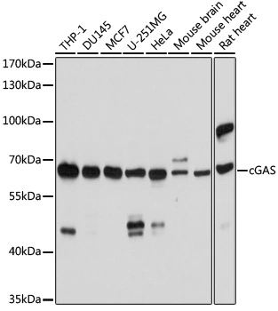 WB analysis of various sample lysates using GTX02874 C6ORF150 antibody. Dilution : 1:1000 Loading : 25microg per lane